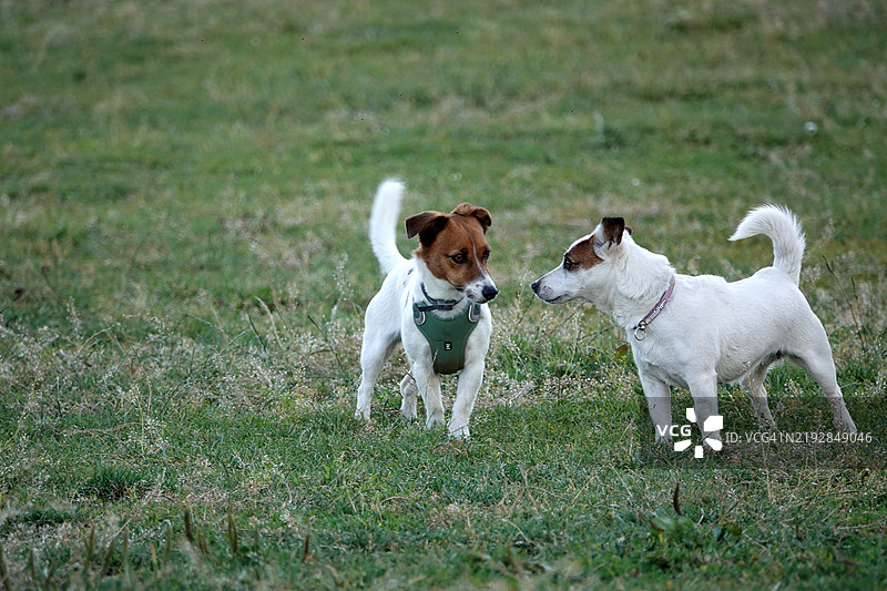 狗狗们在散步和玩耍图片素材