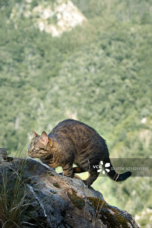 一只勇敢的猫爬上了山石图片素材
