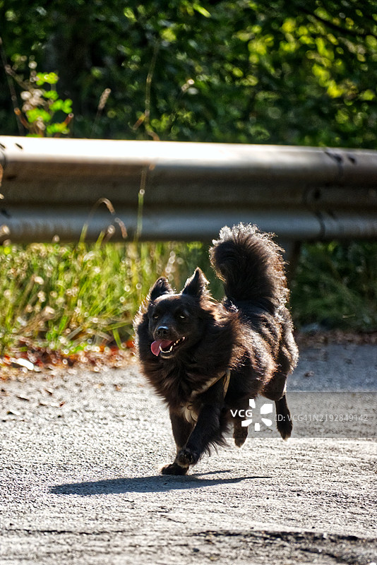 狗狗们在散步和玩耍图片素材