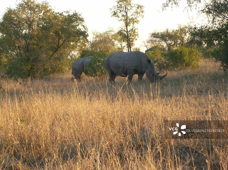 侧面视角的犀牛在草地上行走图片素材
