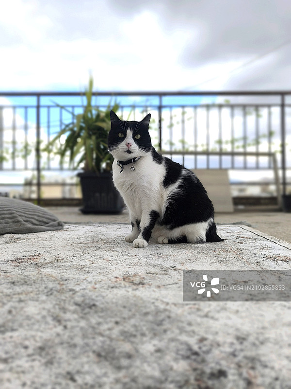 户外坐着的猫的肖像图片素材