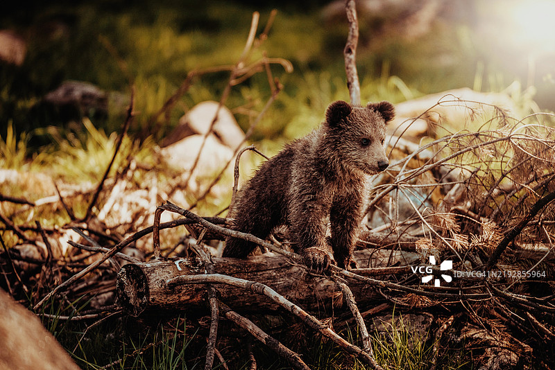田野上的动物特写， 美国， 美国图片素材