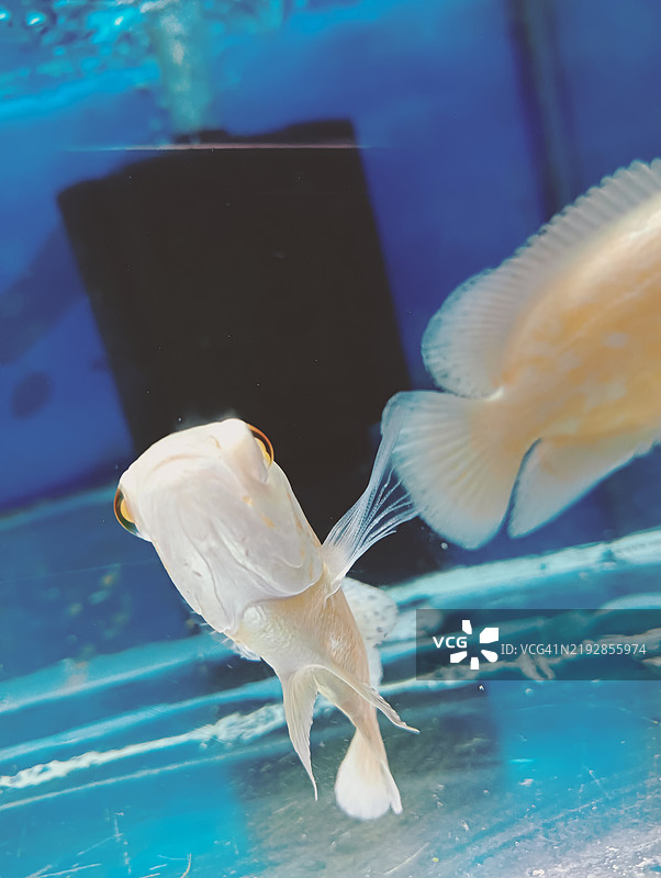 海中游动的鱼的特写镜头图片素材