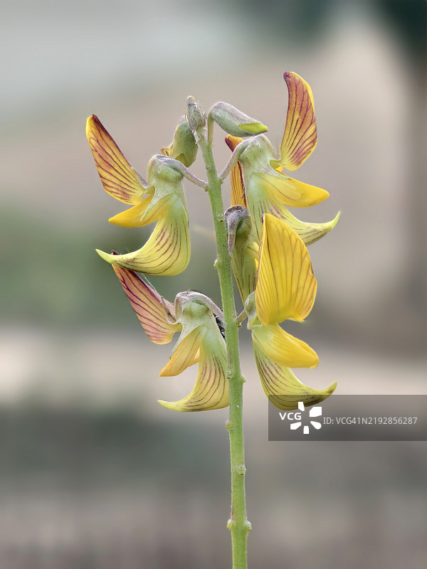 黄色花朵的特写，孟加拉国朗普尔区，朗普尔省图片素材