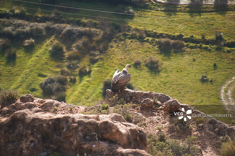高角度视图的秃鹫栖息在岩石上图片素材