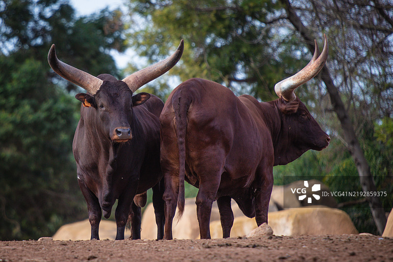 田野上站着的牛的肖像图片素材