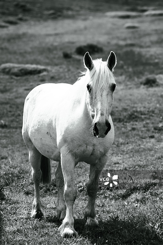 马在田野上站立的肖像图片素材