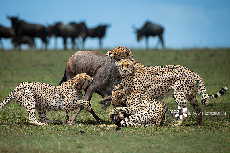 南非的两只猎豹图片素材