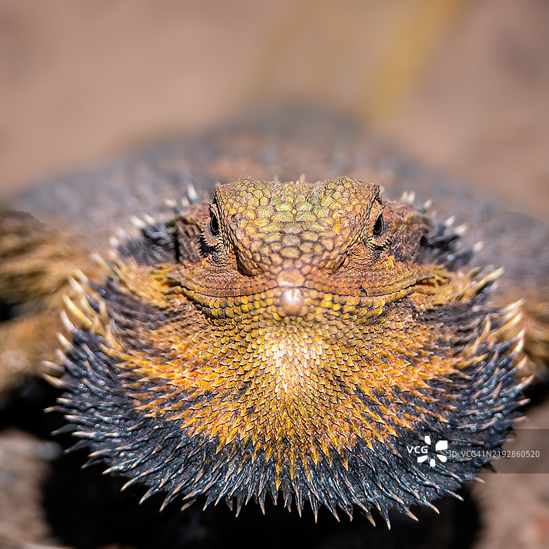 东部须龙（Pogona barbata）图片素材