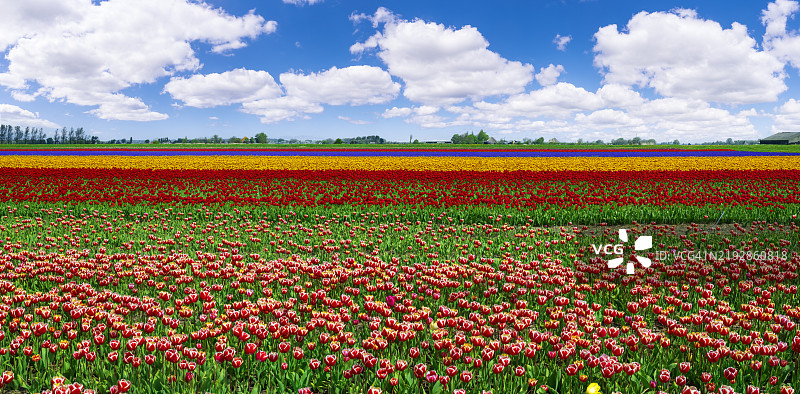 荷兰球根种植者的红色盛开郁金香田图片素材