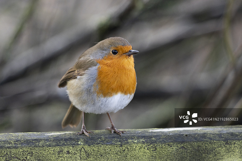 知更鸟的特写镜头图片素材