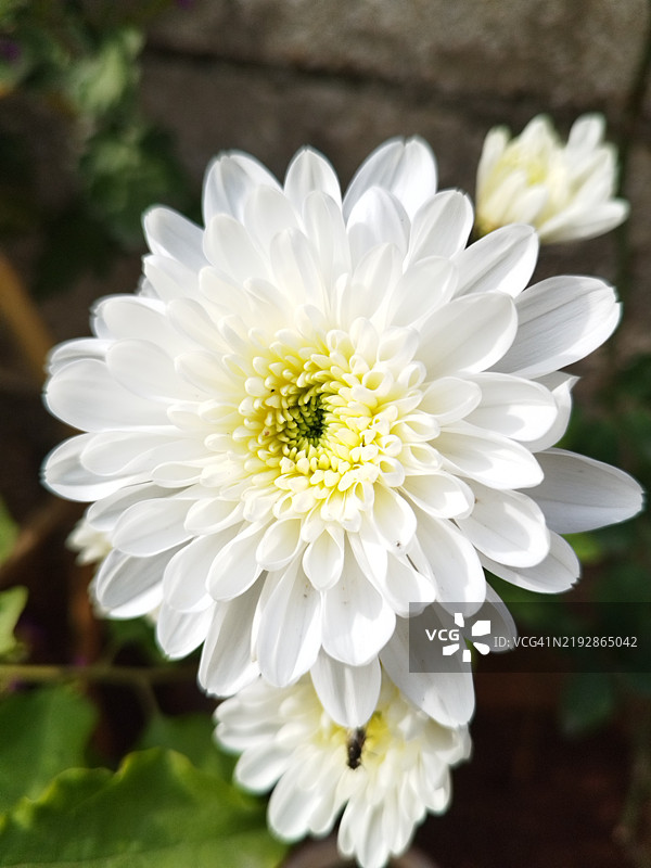 白色大丽花的特写镜头图片素材