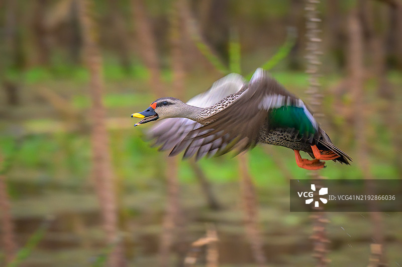 水鸭在户外飞行的特写镜头图片素材