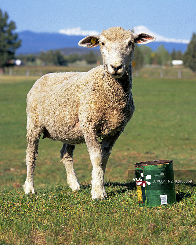 一只在牧场上的羊图片素材