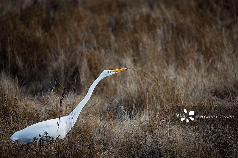 加州阳光谷田野上的大白鹭侧面视图， 美国图片素材