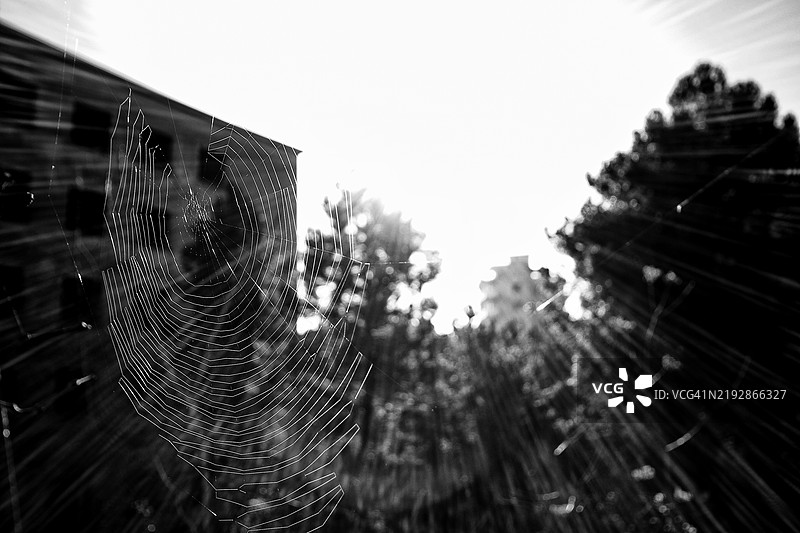 树木背景下的蜘蛛网特写图片素材