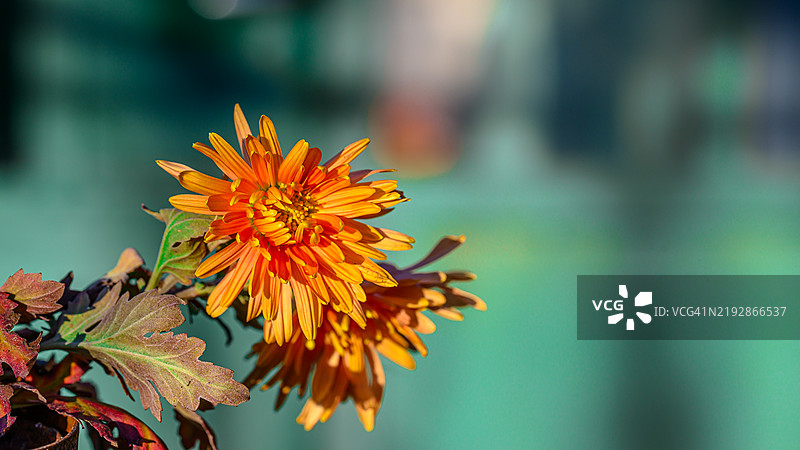 橙色花朵的特写镜头图片素材