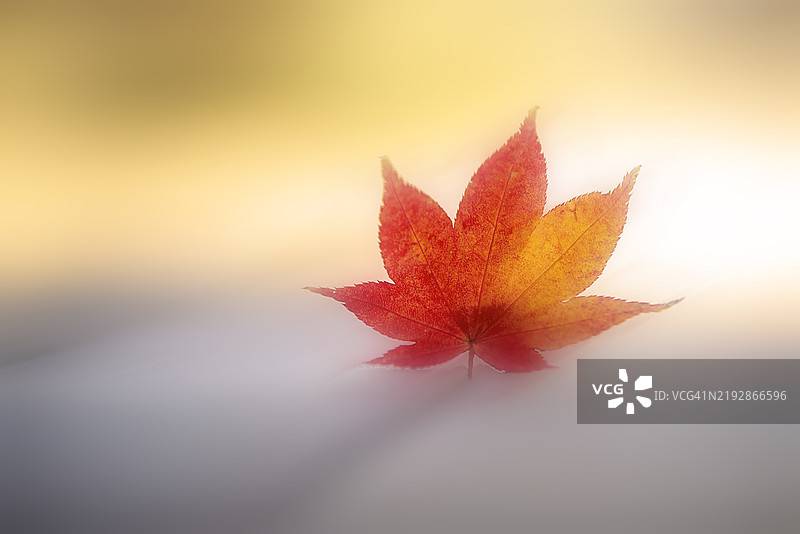 红枫叶特写图片素材