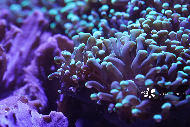 海中珊瑚的特写图片素材