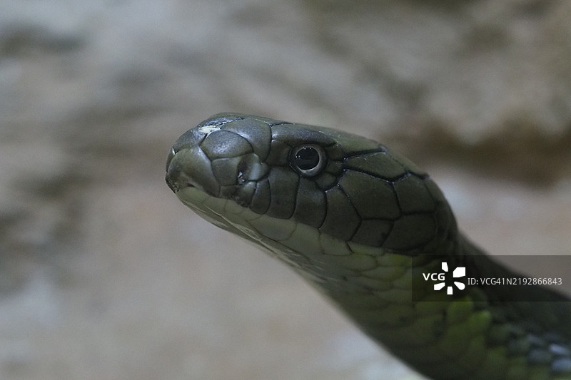 眼镜蛇特写镜头图片素材