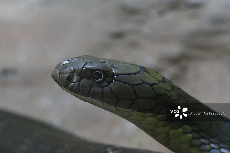 眼镜蛇特写镜头图片素材