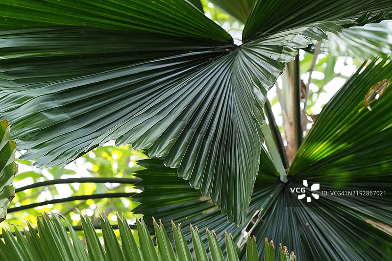 棕榈叶的特写镜头图片素材