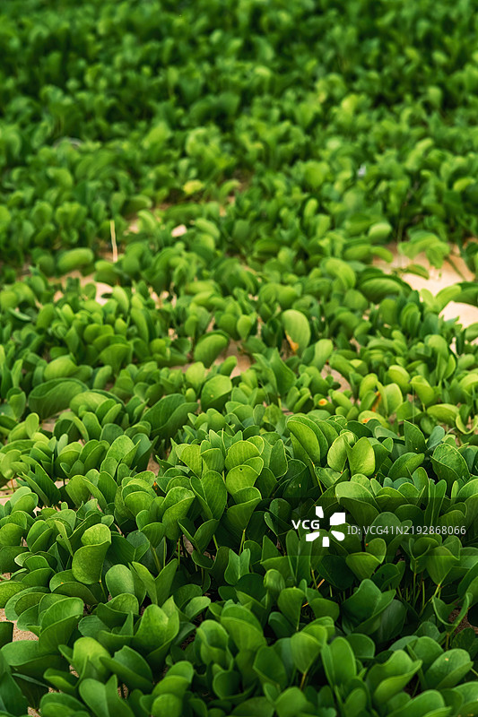 马来西亚沙滩上的绿色藤蔓图片素材