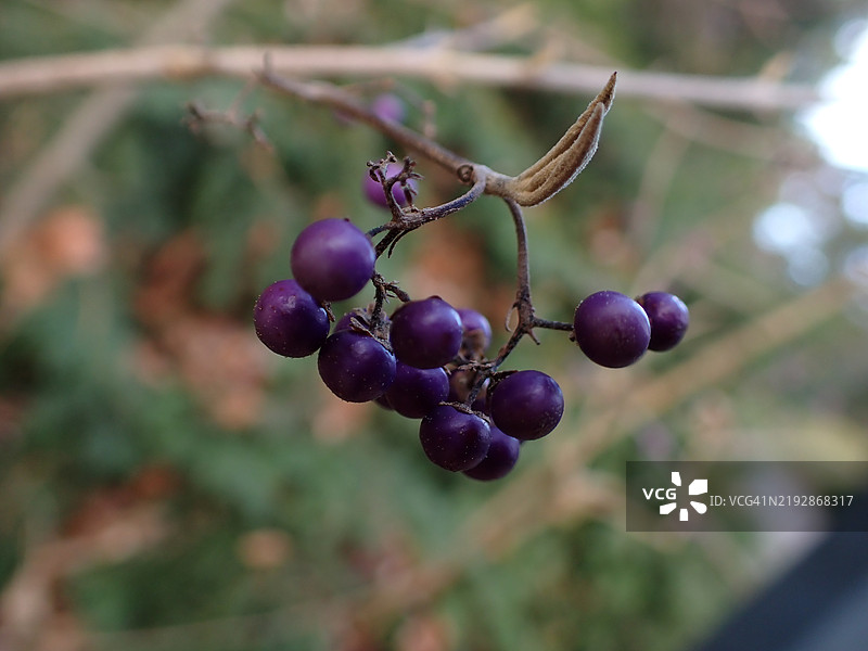 葡萄园中生长的葡萄特写图片素材