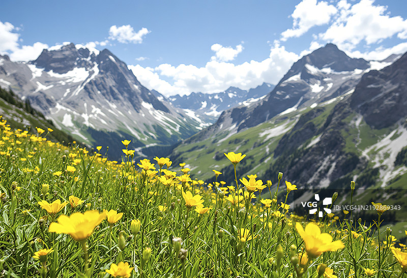 阿尔卑斯高地 盛开的黄色花朵的阿尔卑斯绿色夏季草甸 阿尔卑斯高地 盛开的高地草甸图片素材