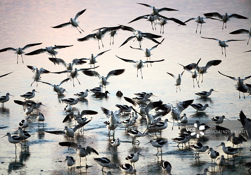 黎明时分飞翔的鹬鸟图片素材