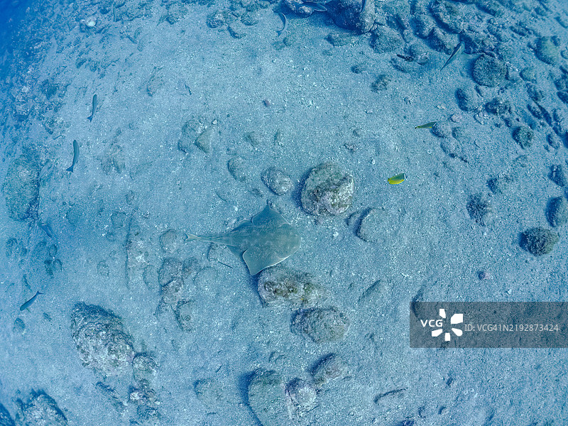 美丽的大型日本天使鲨，学名Squatina japonica。地点：静冈县南伊豆町的平藏滨海滩 - 2024年。图片素材