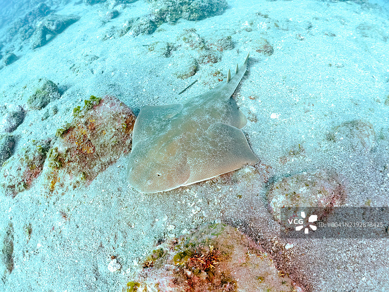 美丽的大型日本天使鲨，学名Squatina japonica。地点：静冈县南伊豆町的平藏滨海滩 - 2024年。图片素材