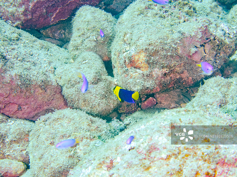 可爱的双色天使鱼(Centropyge bicolor)、天使小丑鱼(Pomacentrus coelestis)等。静冈县南伊豆伊豆半岛的平藏滨海滩 - 2024年。图片素材