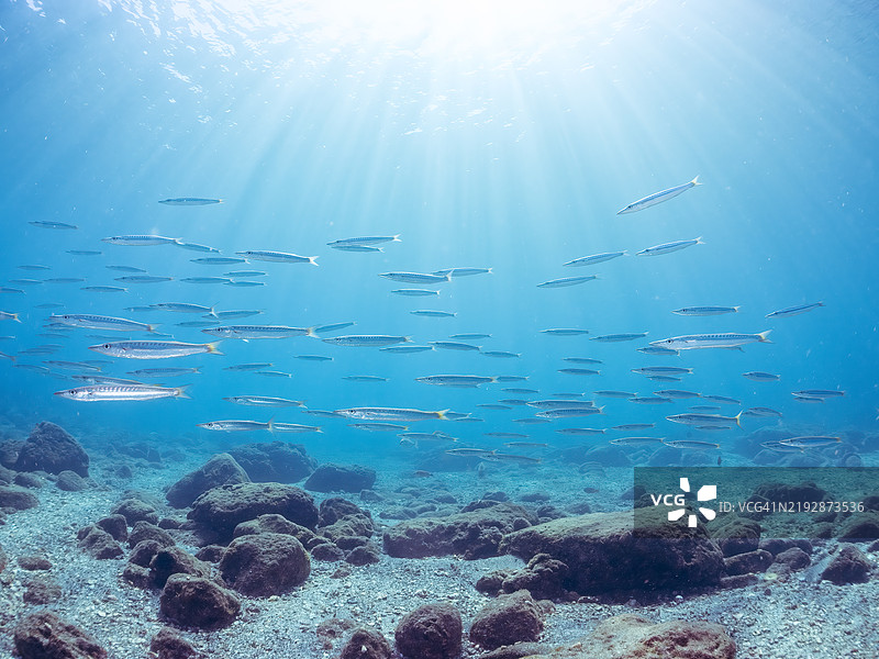 一群黄尾梭鱼（Sphyraena obtusata）及其他鱼类。静冈县南伊豆町的平藏滨海滩 - 2024年。图片素材