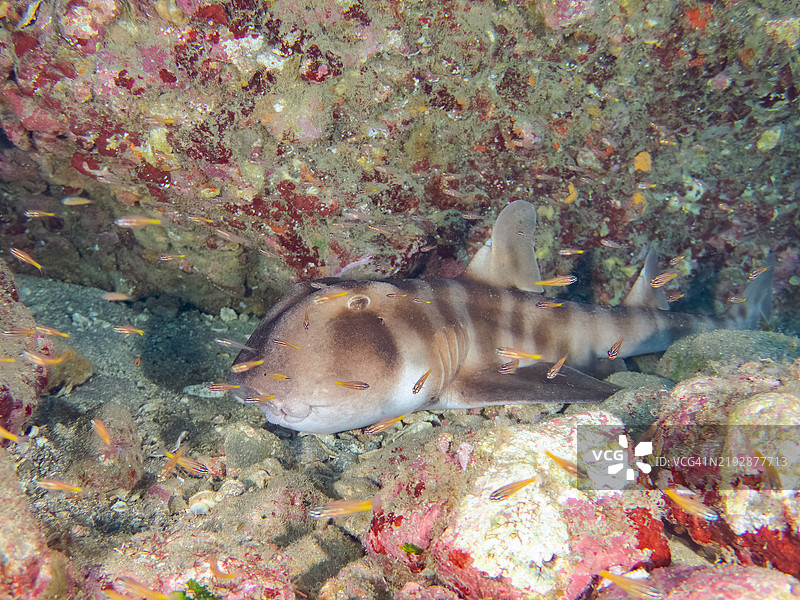 美丽的大型日本牛头鲨，学名Heterodontus japonicus。在水下洞穴中。一群南方橙线红雀鱼，学名Ostorhinchus properuptus，以及其他鱼类在水下洞穴中。图片素材