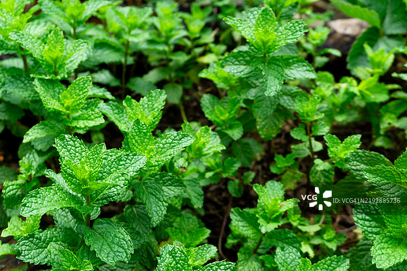 留兰香（Mentha spicata）。图片素材