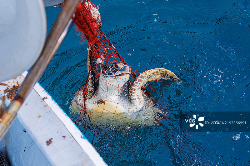 绿海龟,绿海龟,绿海龟(Chelonia mydas)。之后,他们愉快地返回了大海。一位渔民请我为他拍照,我被允许陪他乘船用龙虾刺网捕鱼。图片素材