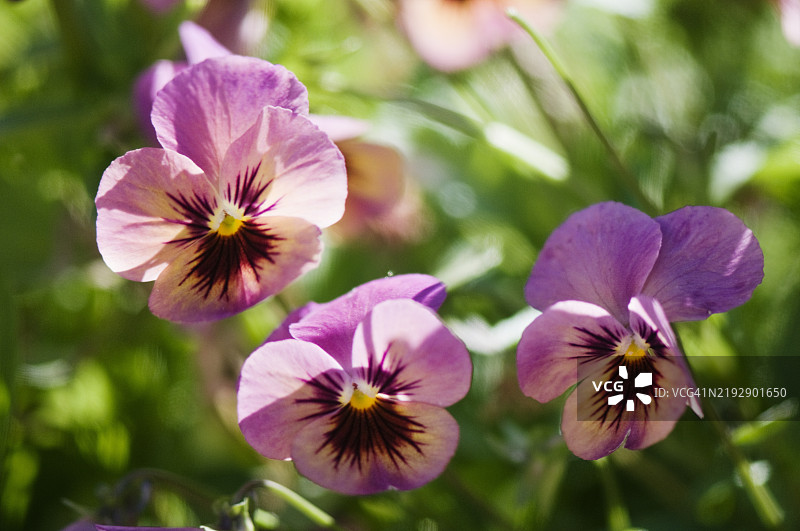 日落时分的粉色三色堇花与潘多拉的孩子三重奏图片素材