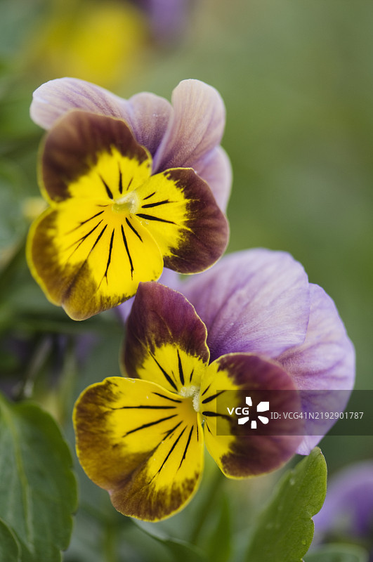 紫金混合的维奥拉斯基皮XL三色堇图片素材