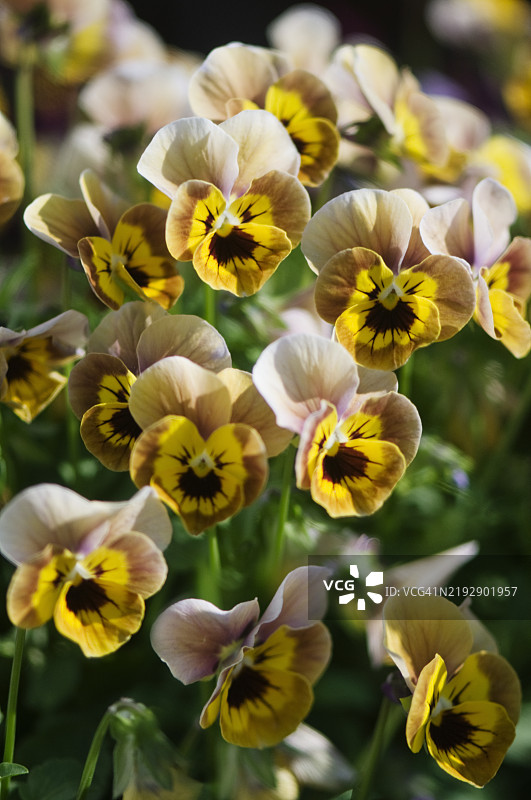 紫罗兰跳跃XL薰衣草黄脸杂交三色堇花组图片素材