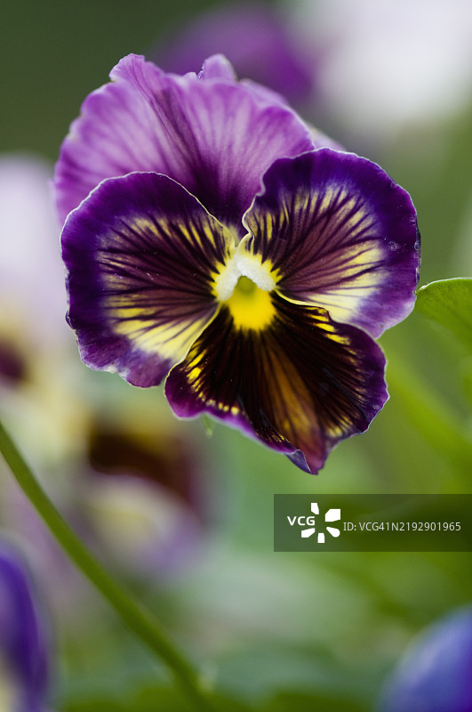 黑醋栗漩涡花的三色堇图片素材