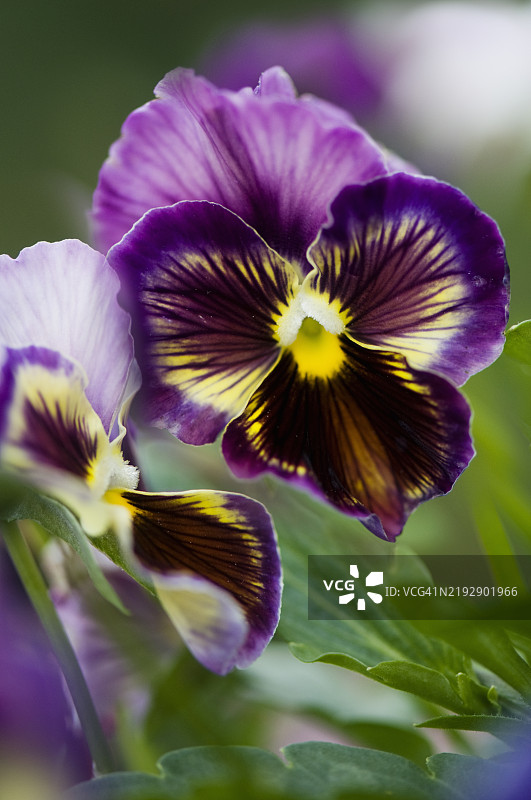 黑醋栗漩涡花的三色堇图片素材