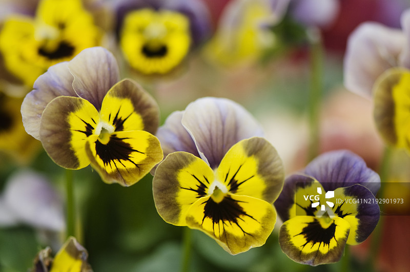 紫罗兰跳跳XL薰衣草黄脸杂交三色堇花三重奏图片素材