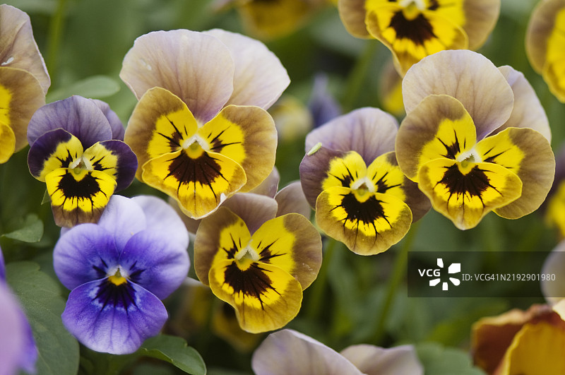 紫色跳跳花XL薰衣草黄色面孔杂交堇菜花组合，及一朵不同的蓝色堇菜花，带有深蓝色光环图片素材