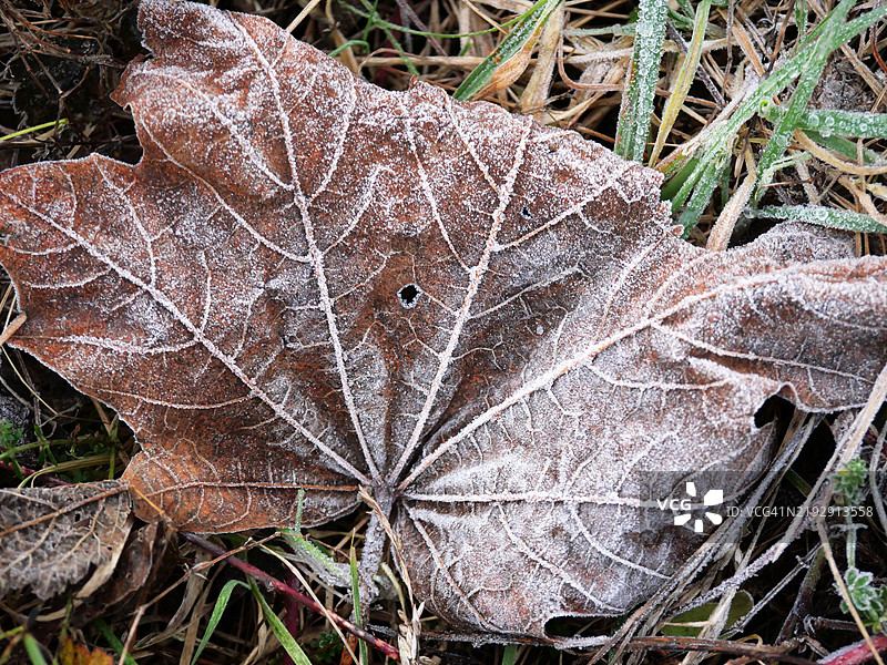 冬季花园中树叶上的霜。阳光。色彩。法国上萨瓦省埃维昂-莱-班。图片素材