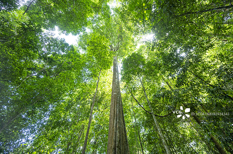 可持续性森林。绿色健康的森林是我们生态系统的重要组成部分。植树造林为更美好的未来。绿色自然森林的鸟瞰图。环境概念。在森林中观察阳光透过树木洒下的光芒是一种宁静的体验。图片素材