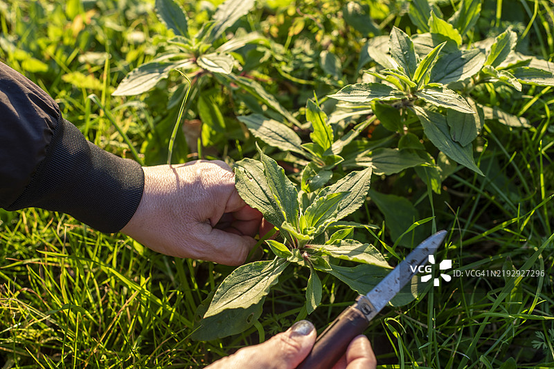 采集野生草药图片素材