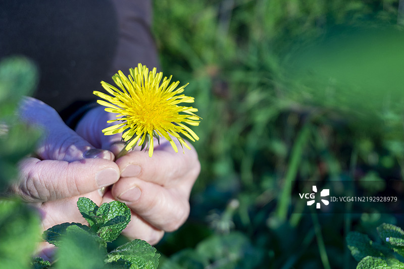 采集野生草药图片素材