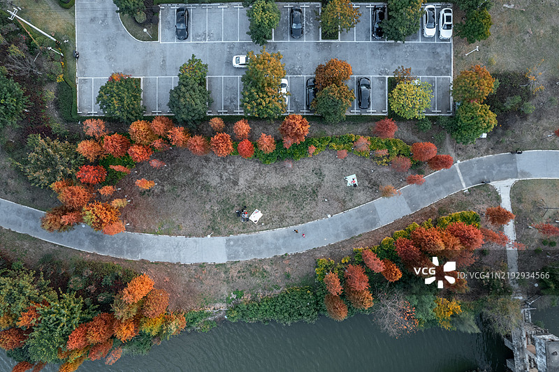 湖边水杉森林和停车场的鸟瞰图图片素材