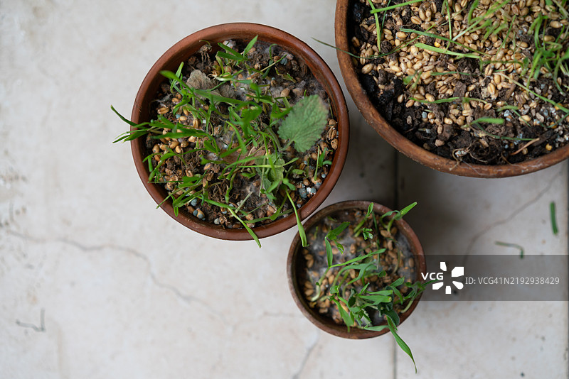 发霉的盆栽植物图片素材